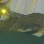lasercat