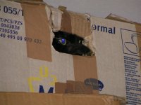 Katze, was sonst? :-)