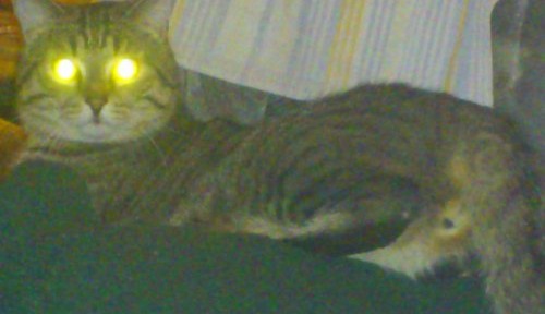lasercat